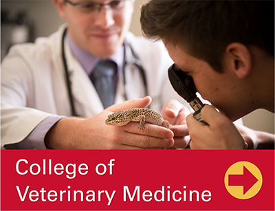College of Vet Med